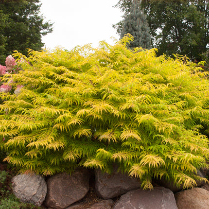 First Editions® Tiger Eyes® Cutleaf Staghorn Sumac