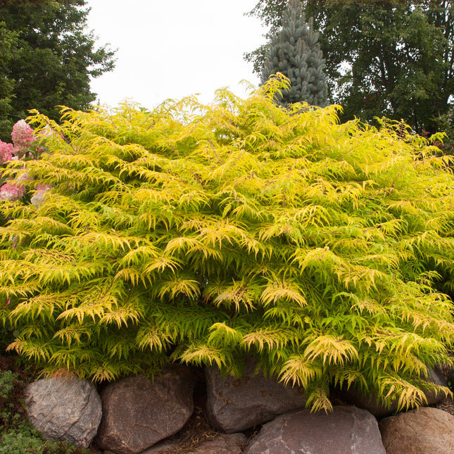 First Editions® Tiger Eyes® Cutleaf Staghorn Sumac