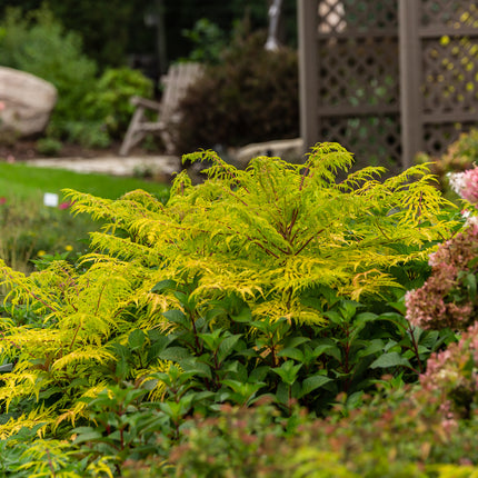 First Editions® Tiger Eyes® Cutleaf Staghorn Sumac