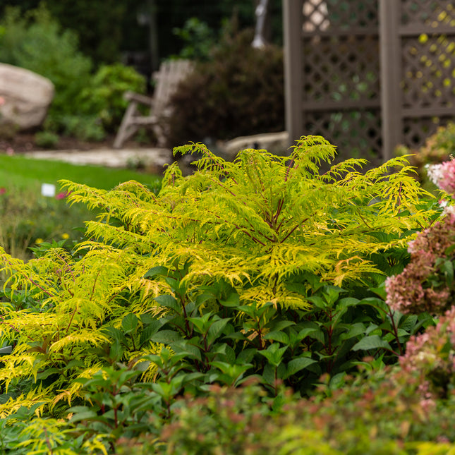 First Editions® Tiger Eyes® Cutleaf Staghorn Sumac