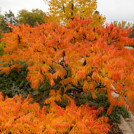 First Editions® Tiger Eyes® Cutleaf Staghorn Sumac