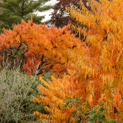 First Editions® Tiger Eyes® Cutleaf Staghorn Sumac