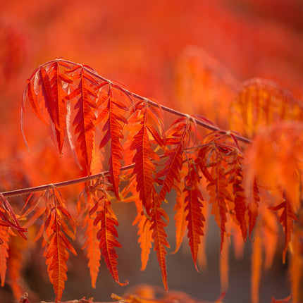 First Editions® Tiger Eyes® Cutleaf Staghorn Sumac