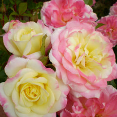 Collection image for: Roses