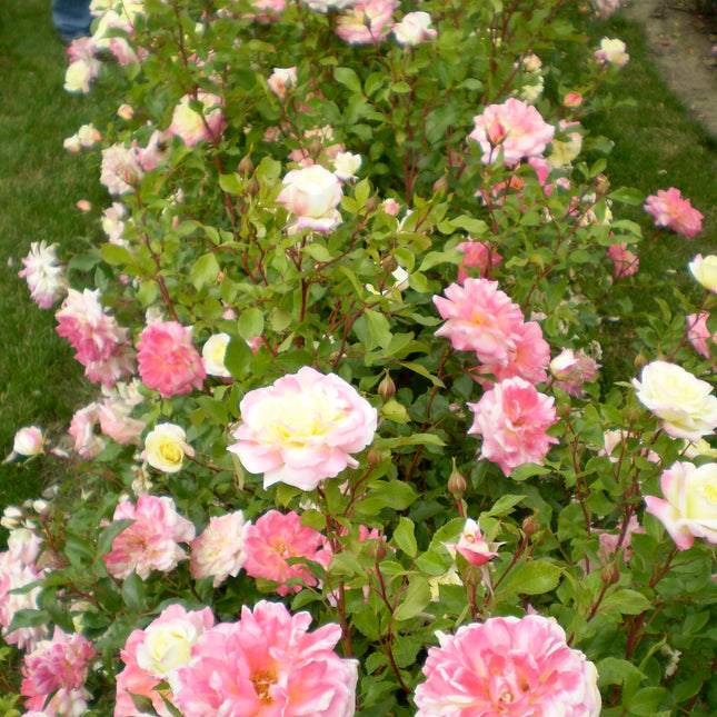Easy Elegance® Music Box Rose