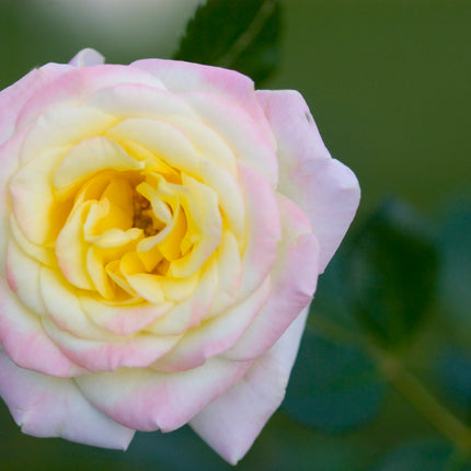 Easy Elegance® Music Box Rose