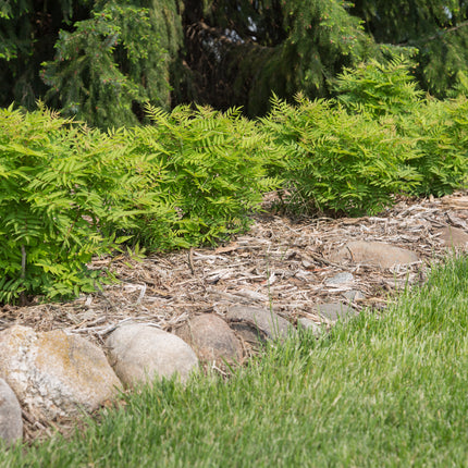 First Editions® Matcha Ball® Ash Leaf Spirea