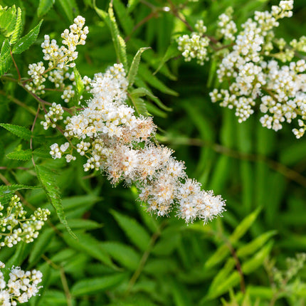 First Editions® Matcha Ball® Ash Leaf Spirea