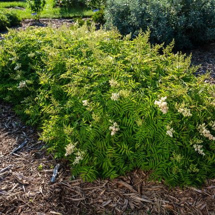 First Editions® Matcha Ball® Ash Leaf Spirea