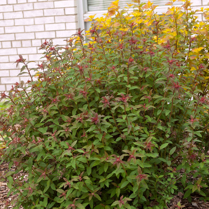 First Editions® Superstar™ Spirea