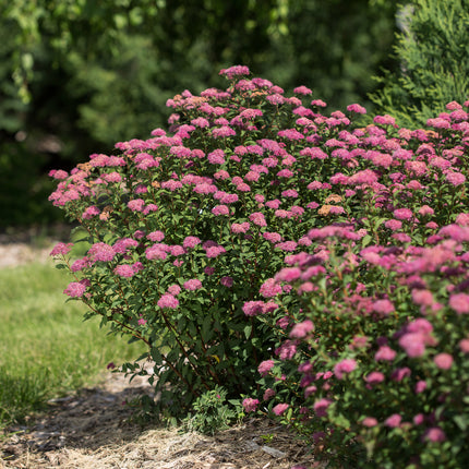First Editions® Superstar™ Spirea