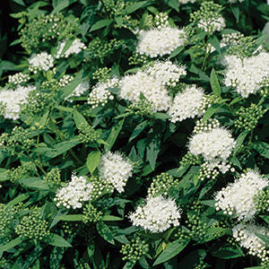 Japanese White Spirea