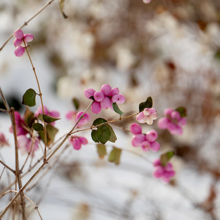 First Editions® Candy™ Coralberry