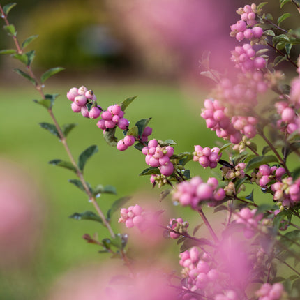 First Editions® Candy™ Coralberry