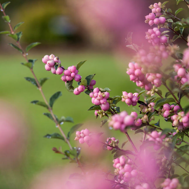 First Editions® Candy™ Coralberry