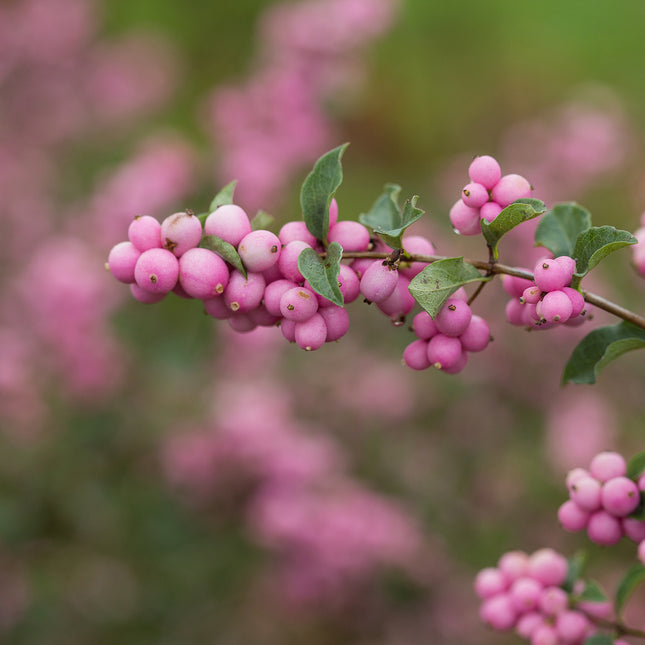First Editions® Candy™ Coralberry