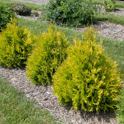 First Editions® Lemon Burst® Arborvitae