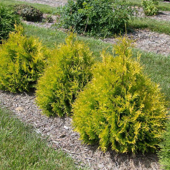 First Editions® Lemon Burst® Arborvitae