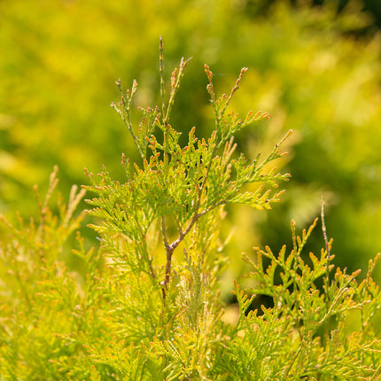 First Editions® Lemon Burst® Arborvitae