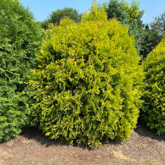 First Editions® Lemon Burst® Arborvitae