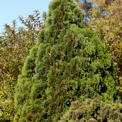 Holmstrup Arborvitae
