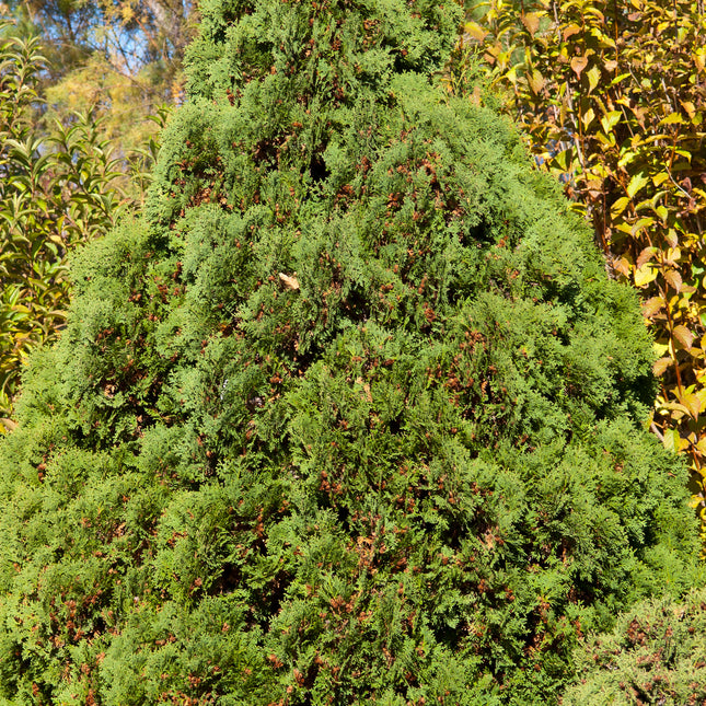 Holmstrup Arborvitae