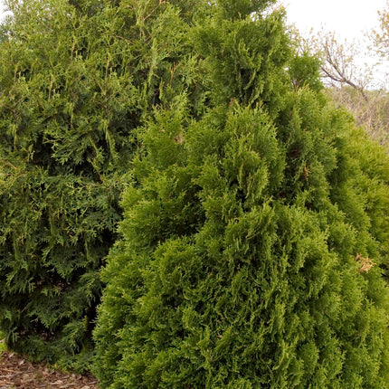 Holmstrup Arborvitae