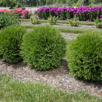 First Editions® Planet Earth® Arborvitae