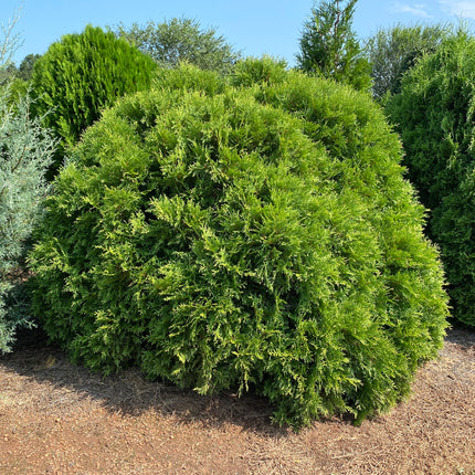 First Editions® Planet Earth® Arborvitae