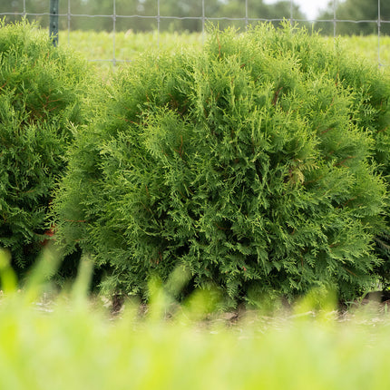 First Editions® Planet Earth® Arborvitae