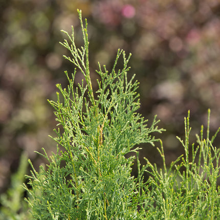 First Editions® Tall Guy® Arborvitae