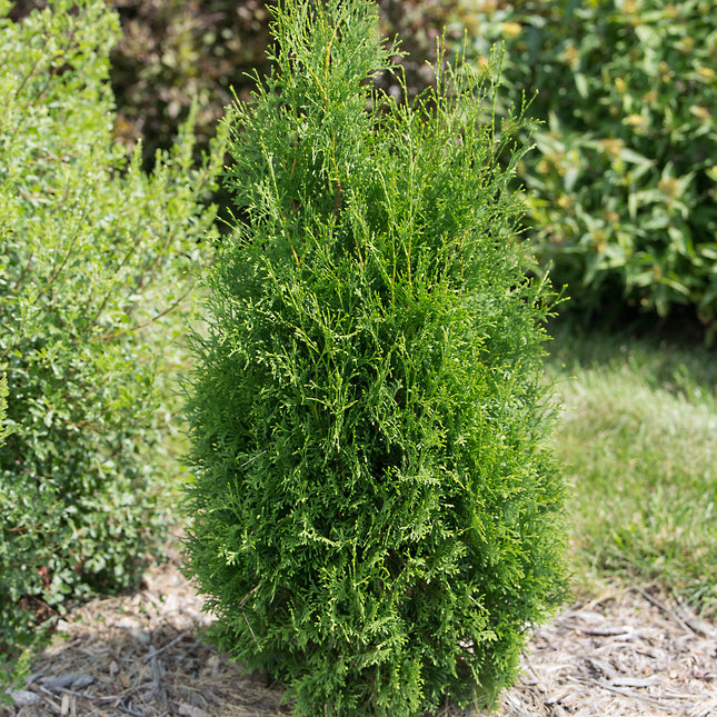 First Editions® Tall Guy® Arborvitae