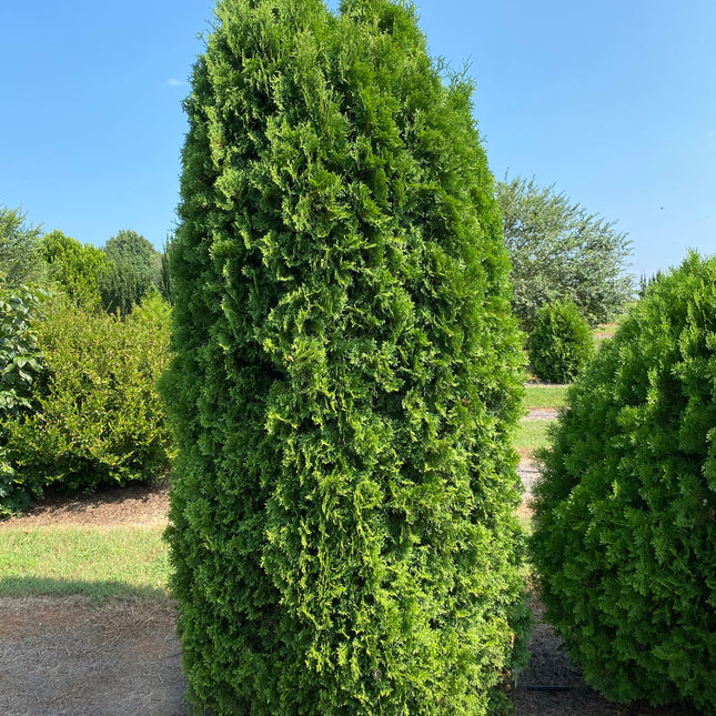 First Editions® Tall Guy® Arborvitae