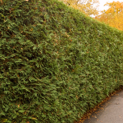 Techny Arborvitae