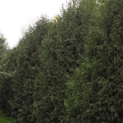 Techny Arborvitae
