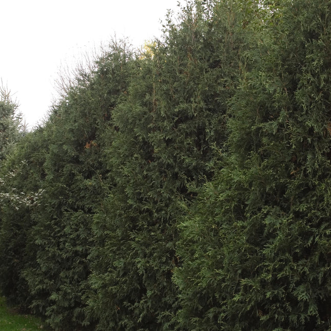 Techny Arborvitae