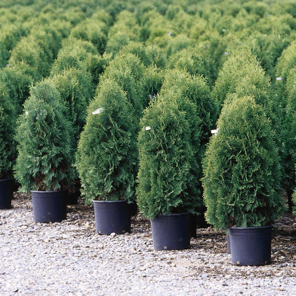 Techny Arborvitae