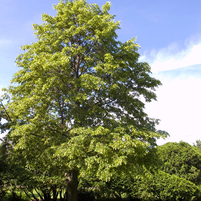 Greenspire® Linden