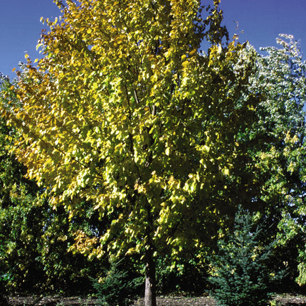 Harvest Gold Linden