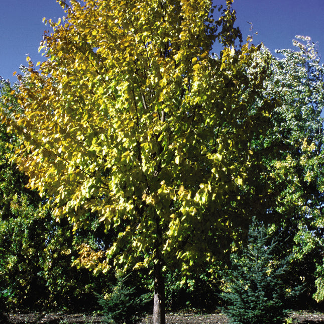 Harvest Gold Linden