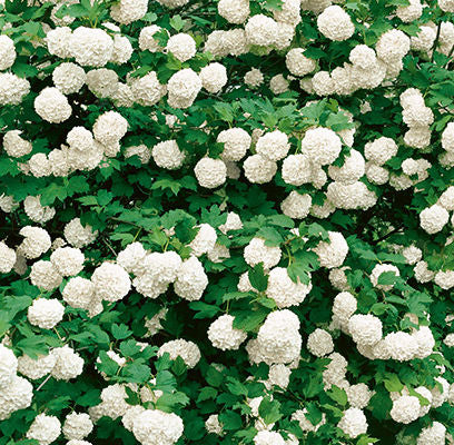 Common Snowball Viburnum