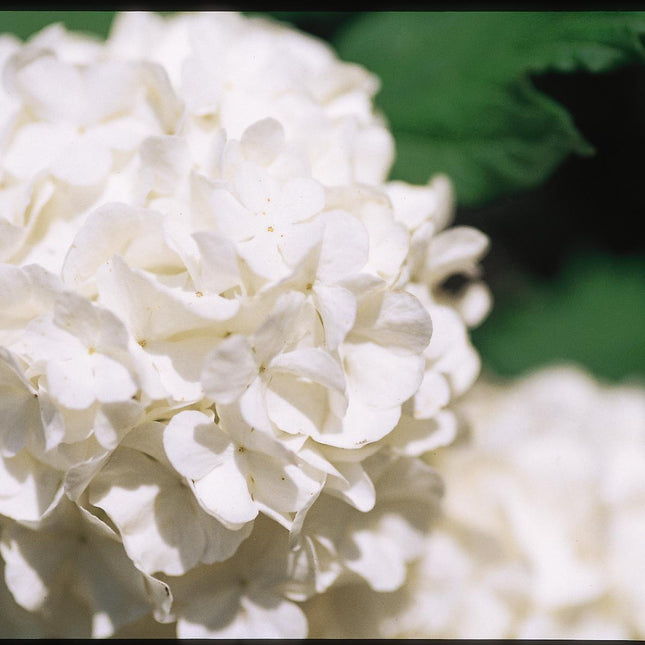 Common Snowball Viburnum