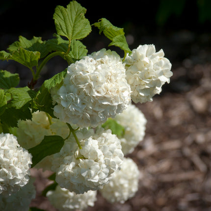 Common Snowball Viburnum