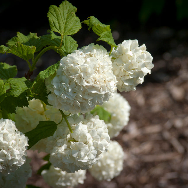 Common Snowball Viburnum