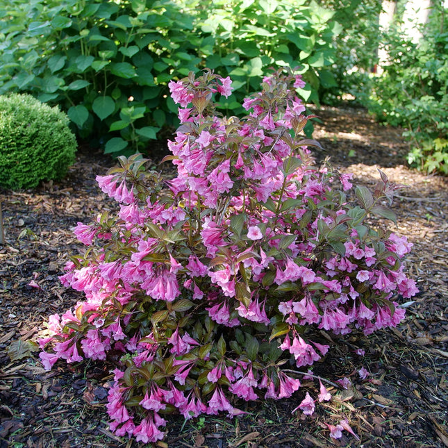 Sonic Bloom Wine® Weigela