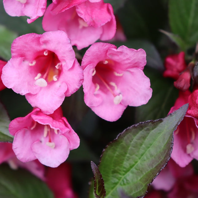 Sonic Bloom Wine® Weigela