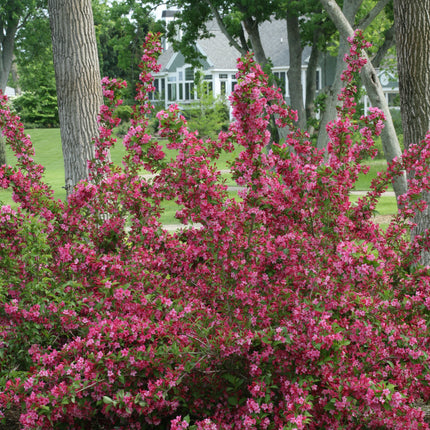 Sonic Bloom® Pink Weigela