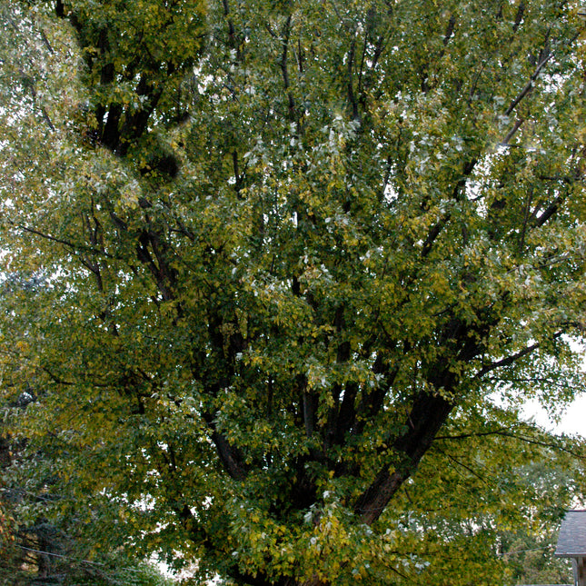 Silver Maple