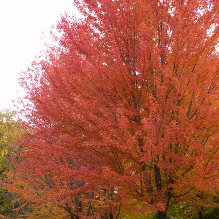 Autumn Blaze® Maple