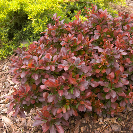 First Editions® Cabernet® Barberry